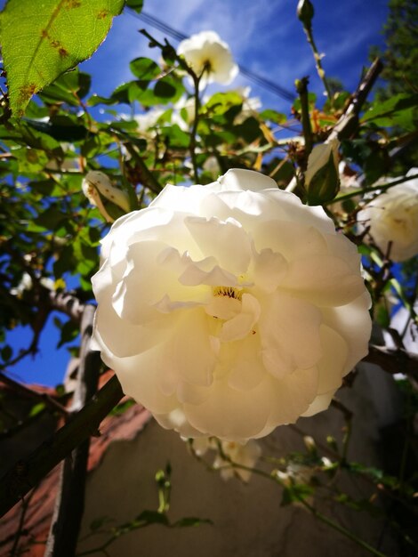 Foto close-up van een witte bloem die op een boom bloeit