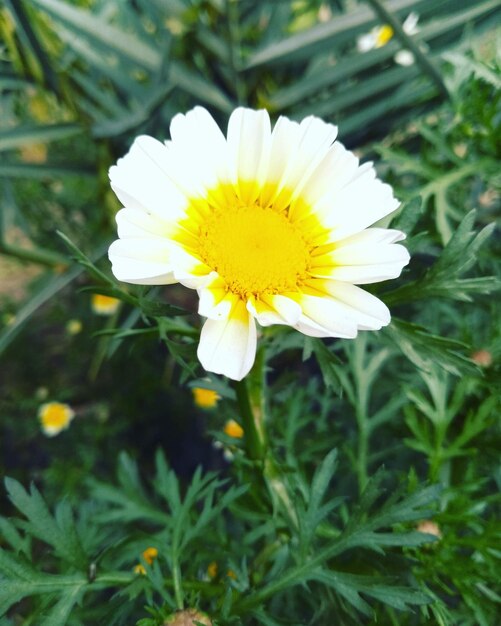 Foto close-up van een witte bloem in het veld