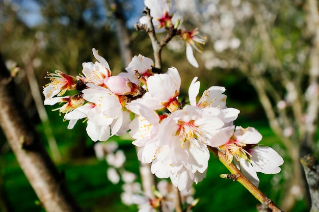 Close-up van een witte bloem op een boom