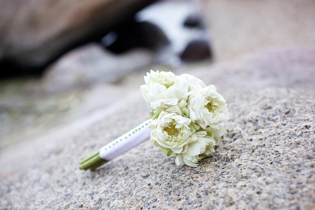 Foto close-up van een witte bloem op een plant