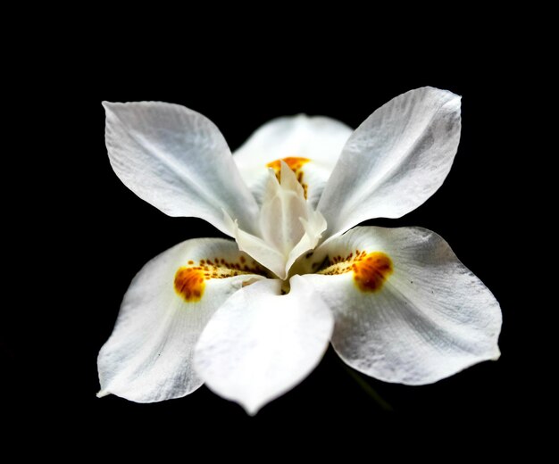Close-up van een witte bloem tegen een zwarte achtergrond