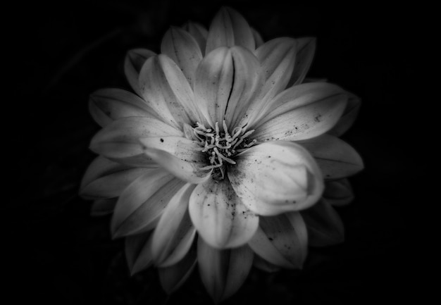 Foto close-up van een witte bloem tegen een zwarte achtergrond