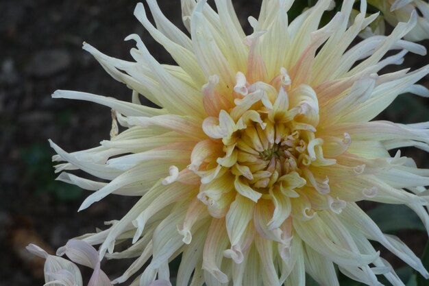 Close-up van een witte bloem