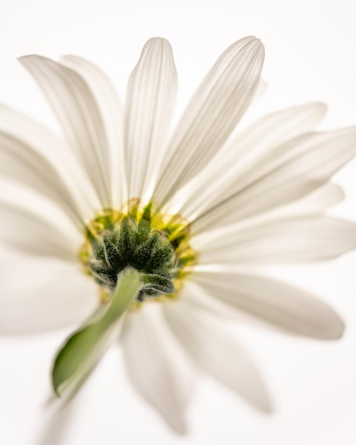 Close-up van een witte bloem