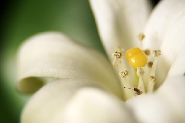 Close-up van een witte bloem