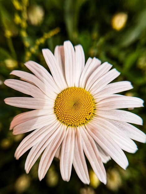 Foto close-up van een witte bloem