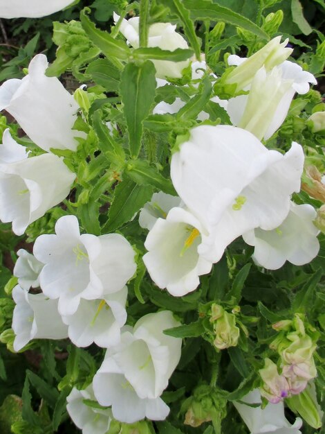 Foto close-up van een witte bloem