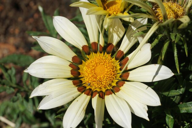 Foto close-up van een witte bloem