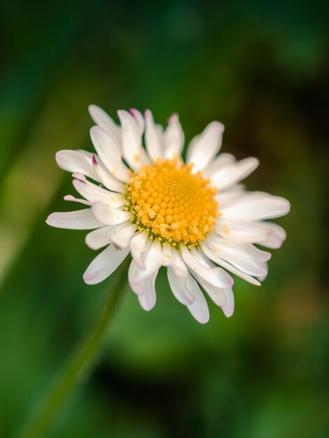 Foto close-up van een witte bloem