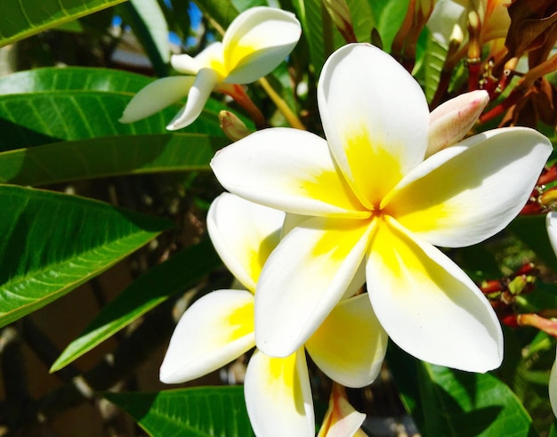 Foto close-up van een witte bloem