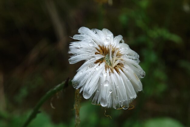 Foto close-up van een witte bloem