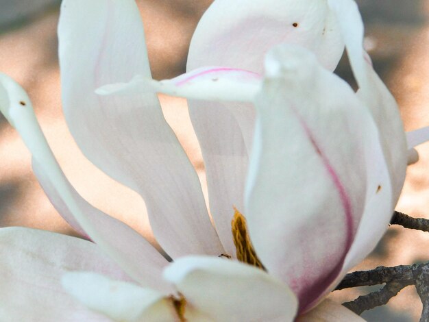 Close-up van een witte bloem