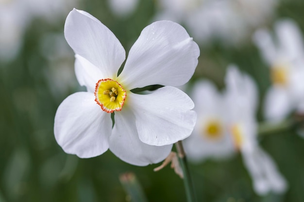 Foto close-up van een witte bloem