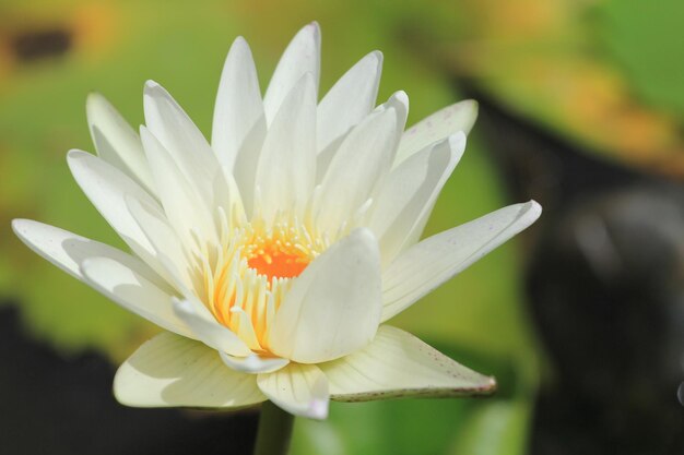 Close-up van een witte bloem