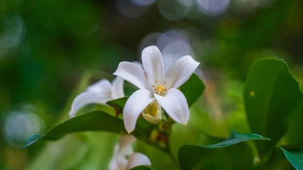 Close-up van een witte bloem