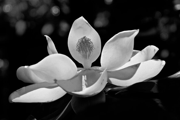 Foto close-up van een witte bloem