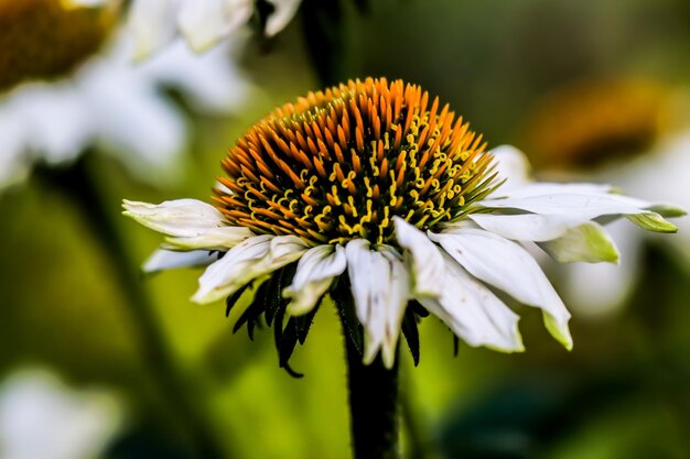 Foto close-up van een witte bloem