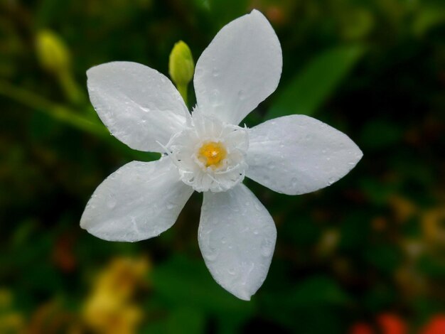 Foto close-up van een witte bloem