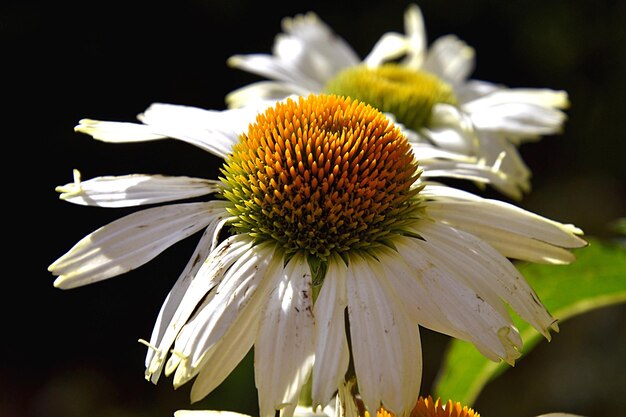 Foto close-up van een witte bloem