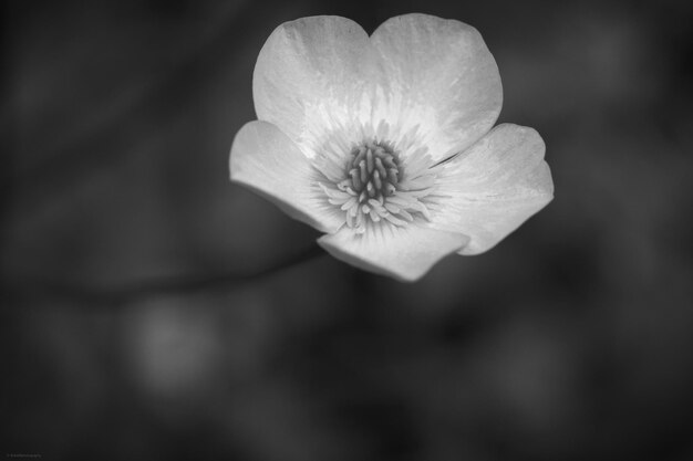 Foto close-up van een witte bloem