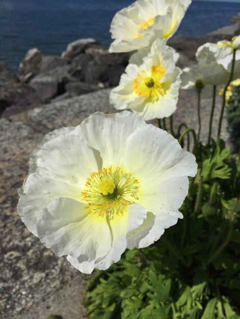 Close-up van een witte bloem