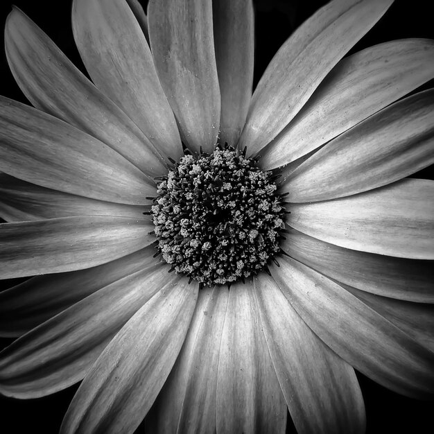 Foto close-up van een witte bloem