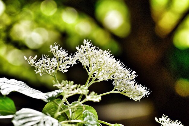 Foto close-up van een witte bloem