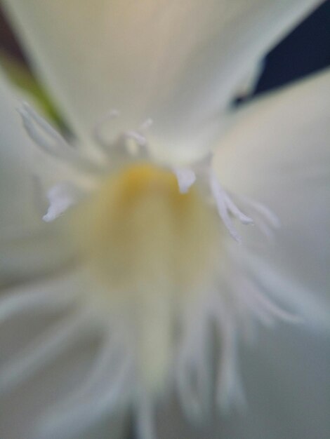 Foto close-up van een witte bloem