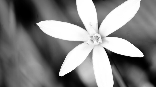 Foto close-up van een witte bloem