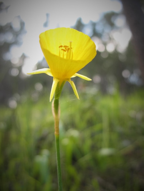 Close-up van een witte bloem