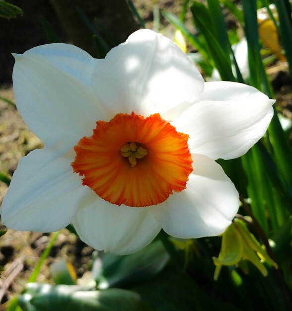 Foto close-up van een witte bloem