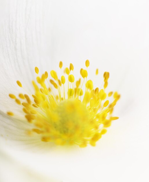 Close-up van een witte bloem