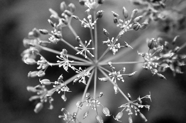 Foto close-up van een witte bloemplant