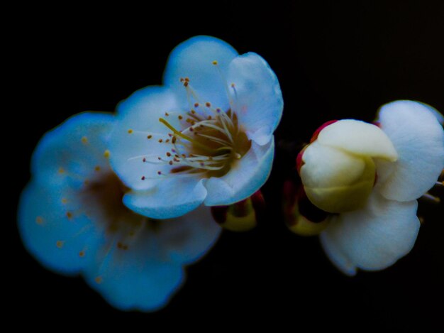 Close-up van een witte bloesem