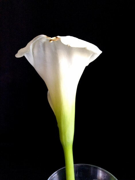 Close-up van een witte calla-lily in een vaas tegen een zwarte achtergrond