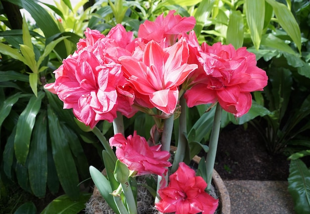 Close-up van een witte en roze Apple Blossom amaryllis bloemen in volle bloei