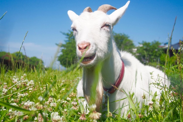 Close-up van een witte geit op het veld