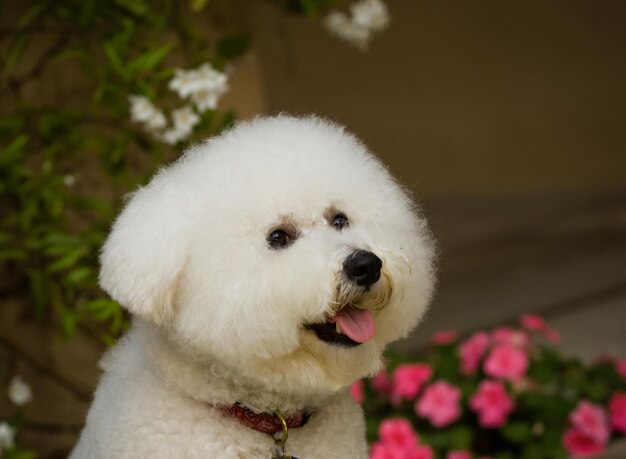 Foto close-up van een witte hond die buiten staat