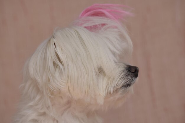 Foto close-up van een witte hond