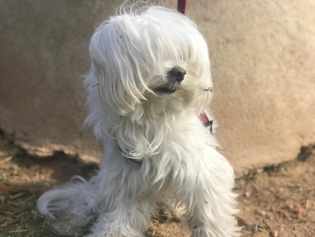 Foto close-up van een witte hond