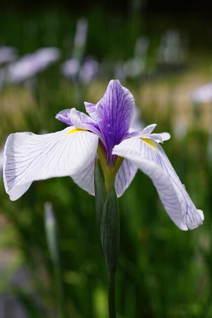 Foto close-up van een witte irisbloem