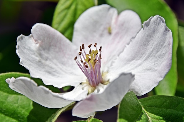 close-up van een witte Japanse kweepeerbloesem
