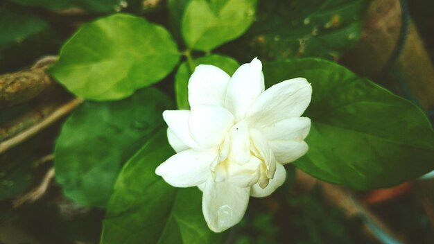 Foto close-up van een witte jasmijnbloem