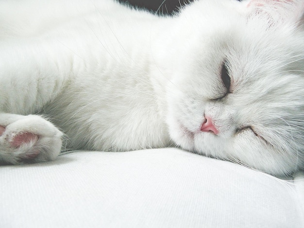 Close-up van een witte kat die op bed slaapt