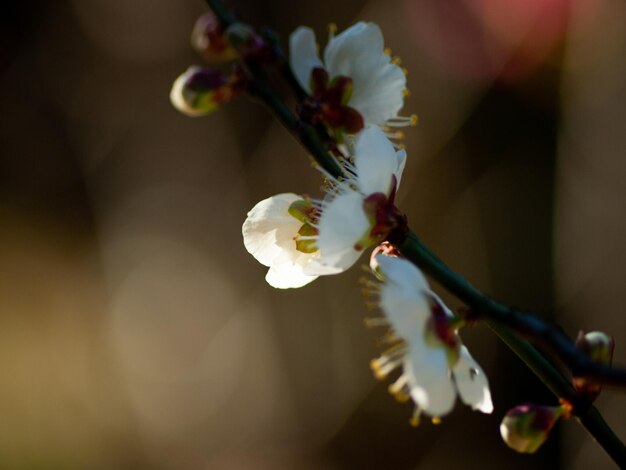 Foto close-up van een witte kersenbloesem