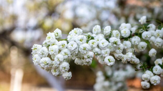 Foto close-up van een witte kersenbloesem