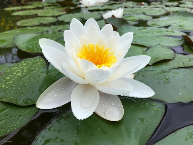 Foto close-up van een witte lotus waterlelie in een vijver