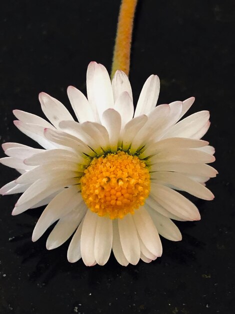 Foto close-up van een witte madeliefje op een zwarte achtergrond