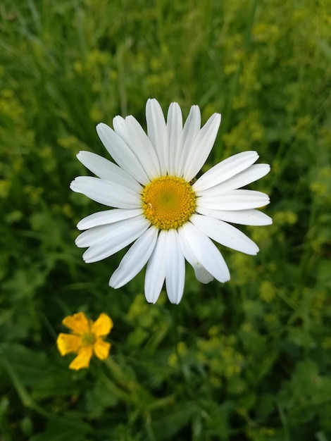 Foto close-up van een witte madeliefje op het veld