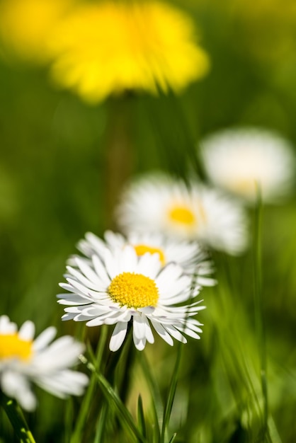 Foto close-up van een witte madeliefje